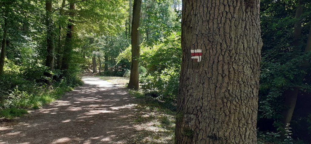 Balisage GR dans la forêt